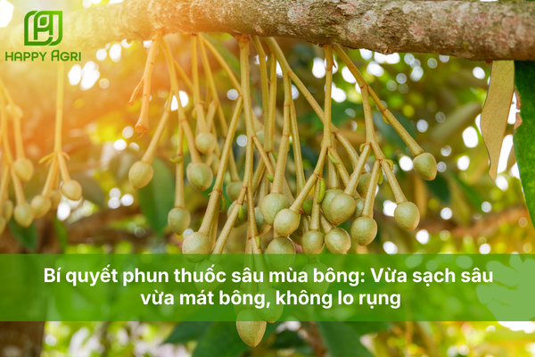 Bí quyết phun thuốc sâu mùa bông: Vừa sạch sâu vừa mát bông, không lo rụng.