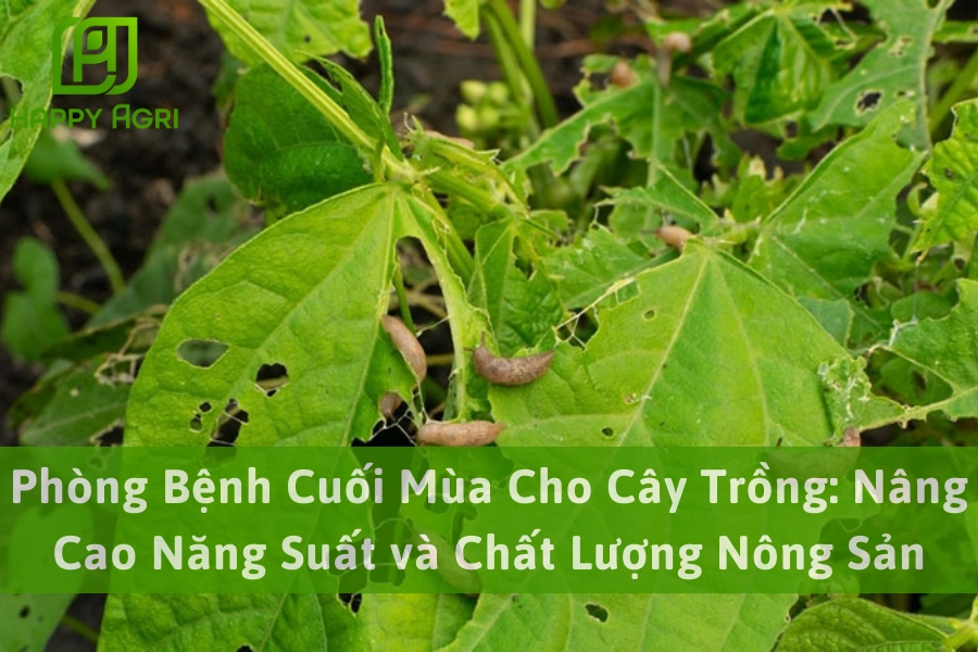 Phòng Bệnh Cuối Mùa Cho Cây Trồng: Nâng Cao Năng Suất và Chất Lượng Nông Sản