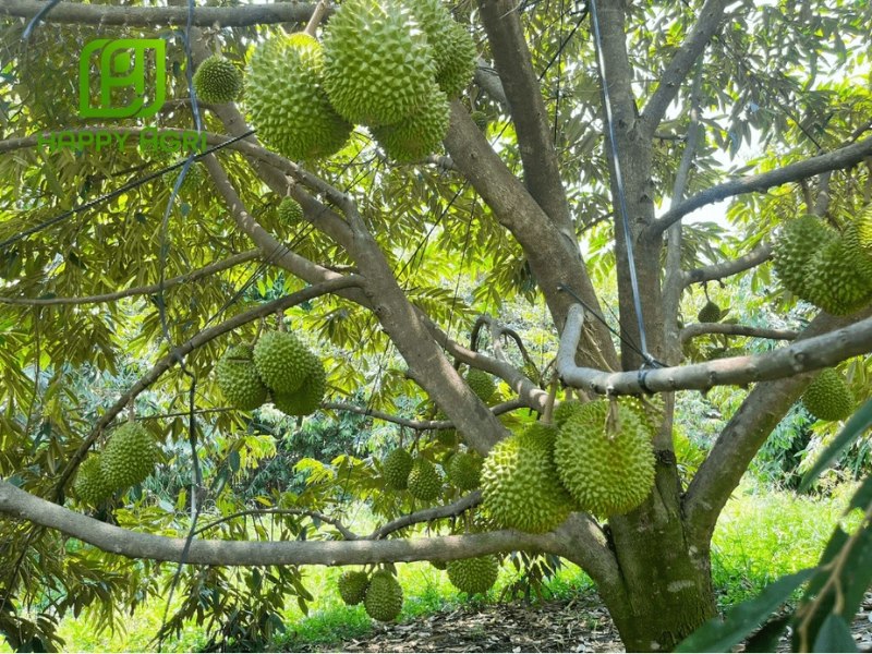 Thời điểm vàng để bón kali trắng cho sầu riêng