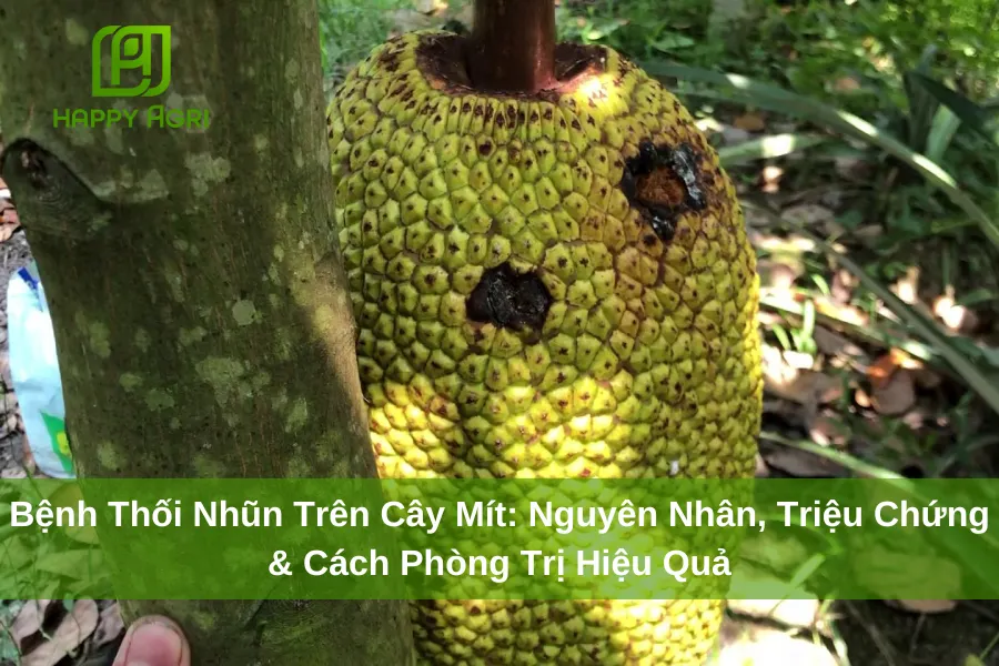 Bệnh Thối Nhũn Trên Cây Mít: Nguyên Nhân, Triệu Chứng & Cách Phòng Trị Hiệu Quả