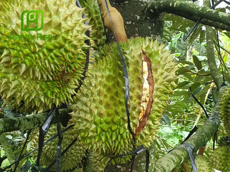 Nứt trái do sự thay đổi đột ngột về độ ẩm, khiến vỏ trái không phát triển đồng đều