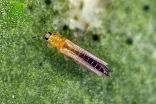 Công dụng Thuốc trừ sâu APASHUANG 95WP Hiệu PHA RAY 950