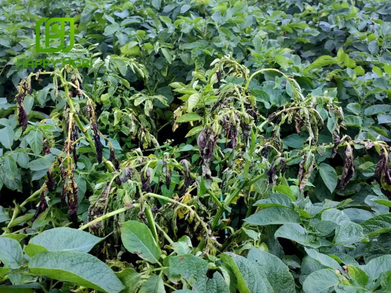 bệnh mốc sương hại khoai tây
