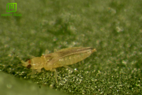 Công dụng của thuốc Thuốc trừ sâu ACOTRIN 440EC hiệu Hổ Gầm Ấn Độ