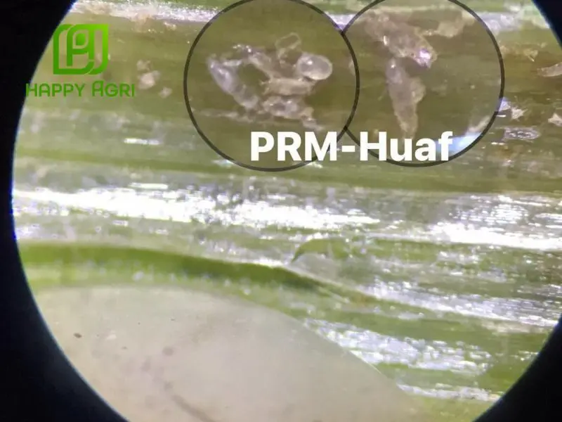 các loại sâu bệnh hại lúa