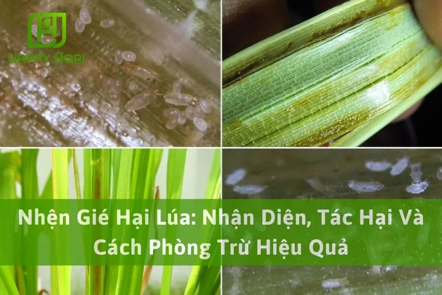 Nhện Gié Hại Lúa: Nhận Diện, Tác Hại Và Cách Phòng Trừ Hiệu Quả