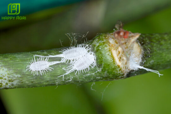 Rệp sáp là gì? Tại sao chúng lại tạo ra những mảng "trắng xóa"?