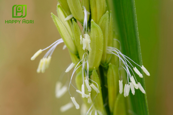 Công dụng Phân Bón Hữu Cơ ABC Biohum - Nano Amino – L-Type