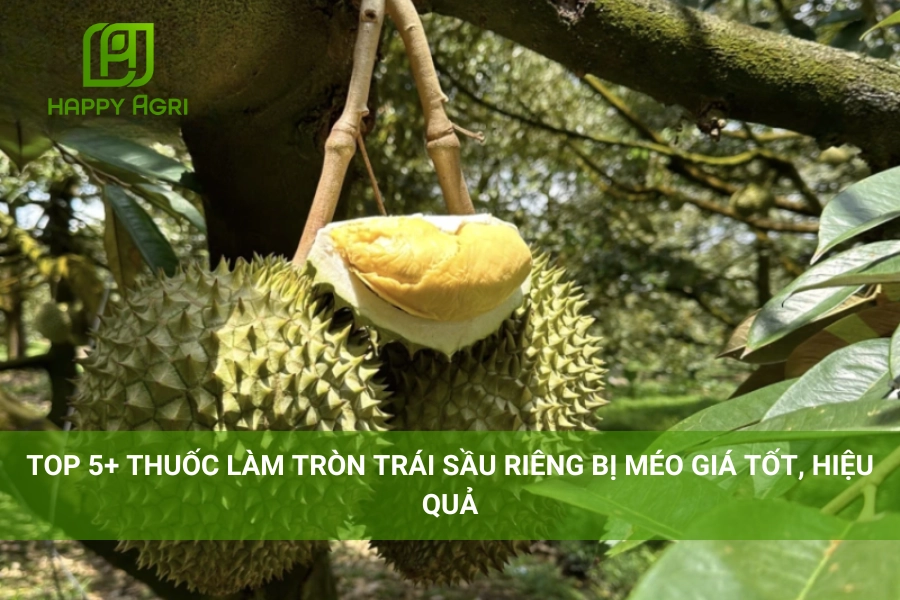 Top 5+ Thuốc Làm Tròn Trái Sầu Riêng Bị Méo Giá Tốt, Hiệu Quả