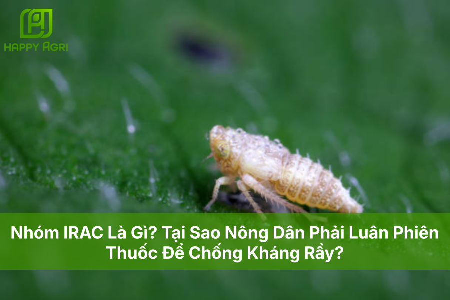 Nhóm IRAC Là Gì? Tại Sao Nông Dân Phải Luân Phiên Thuốc Để Chống Kháng Rầy?