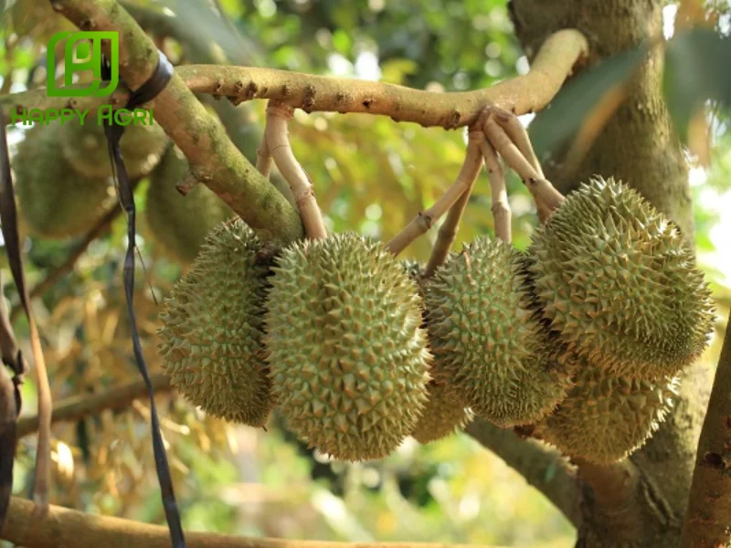 chăm sóc sầu riêng giai đoạn nuôi trái​