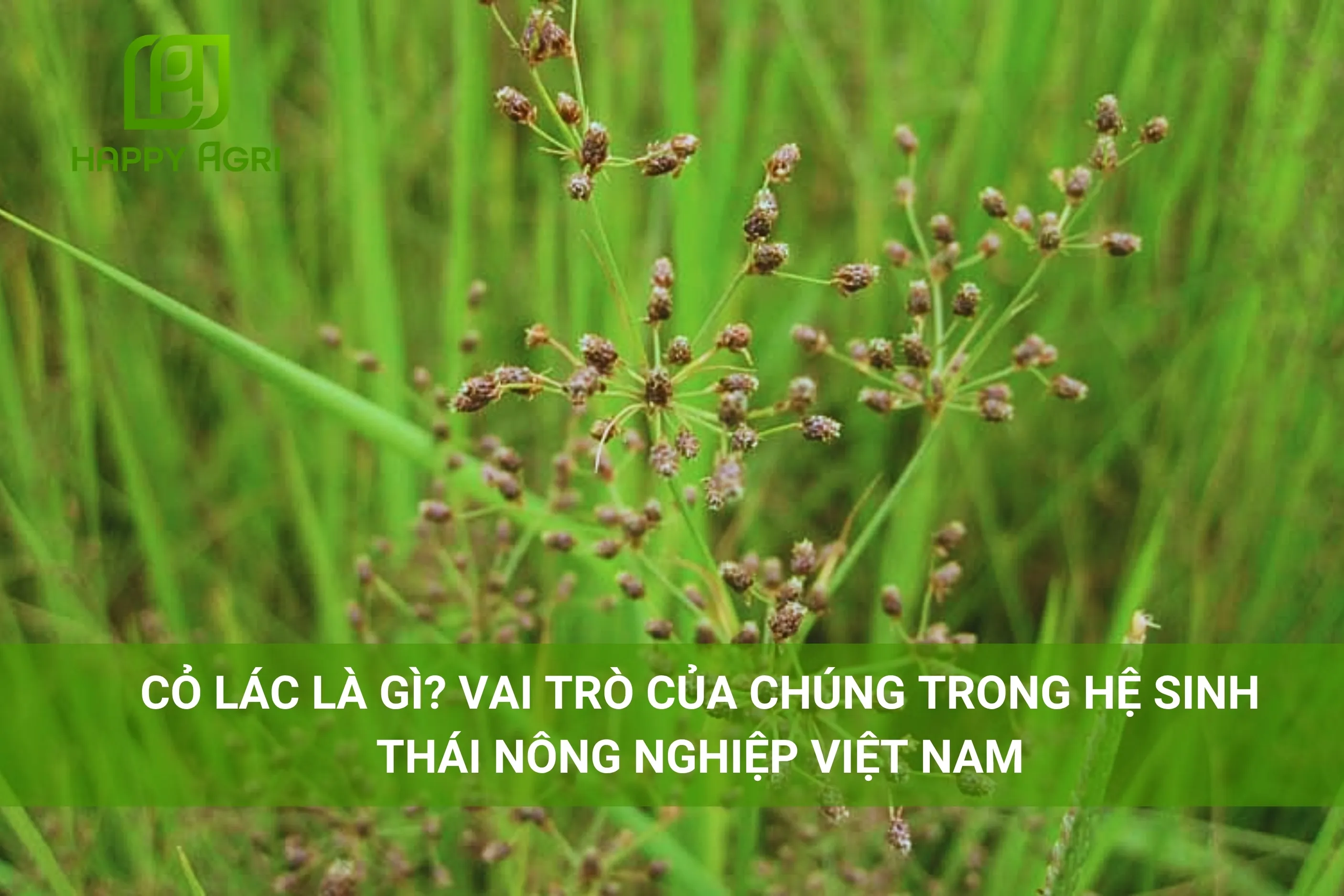 CỎ LÁC LÀ GÌ? VAI TRÒ CỦA CHÚNG TRONG HỆ SINH THÁI NÔNG NGHIỆP VIỆT NAM