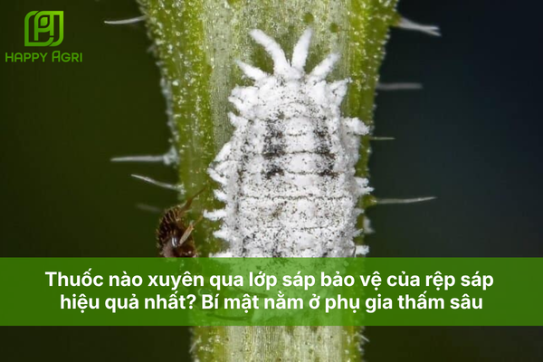 Thuốc nào xuyên qua lớp sáp bảo vệ của rệp sáp hiệu quả nhất? Bí mật nằm ở phụ gia thấm sâu