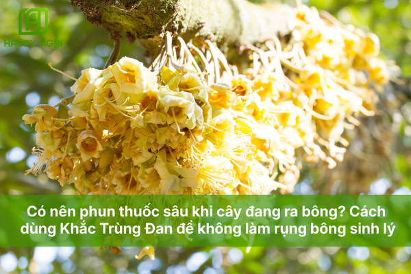 Có nên phun thuốc sâu khi cây đang ra bông? Cách dùng Khắc Trùng Đan để không làm rụng bông sinh lý