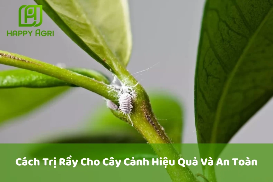 Cách Trị Rầy Cho Cây Cảnh Hiệu Quả Và An Toàn