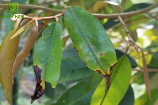 so sánh nhanh để phân biệt chính xác