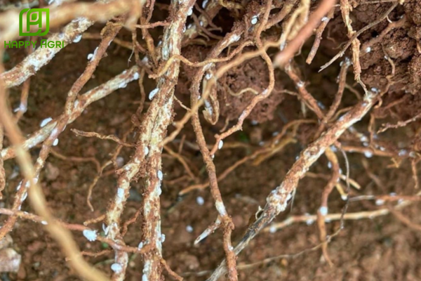  Đừng quên Rệp sáp rễ - "Sát thủ thầm lặng" dưới mặt đất