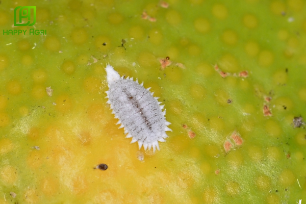 Tìm hiểu về rệp sáp và lớp "giáp sáp" bất khả xâm phạm