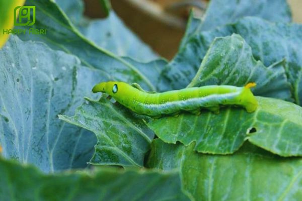  Công dụng Thuốc trừ sâu HAIHAMEC 3.6EC Hiệu RETAN 3,6