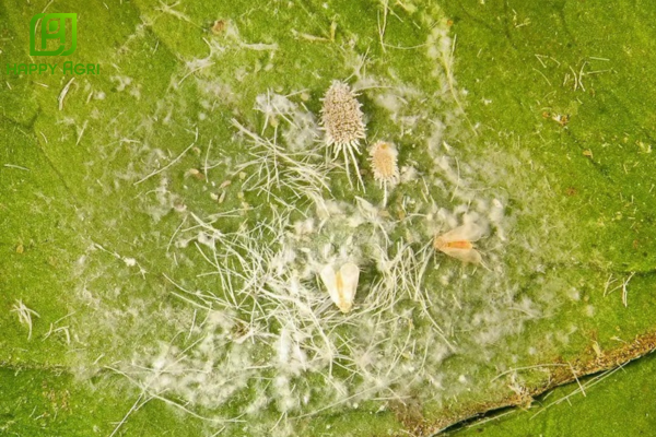 Câu hỏi thường gặp (FAQ)