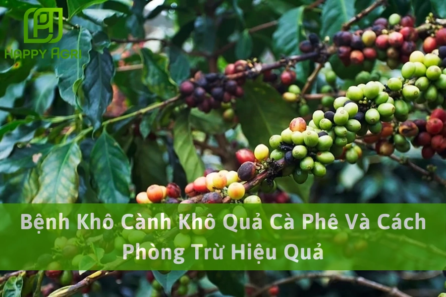 Bệnh Khô Cành Khô Quả Cà Phê Và Cách Phòng Trừ Hiệu Quả
