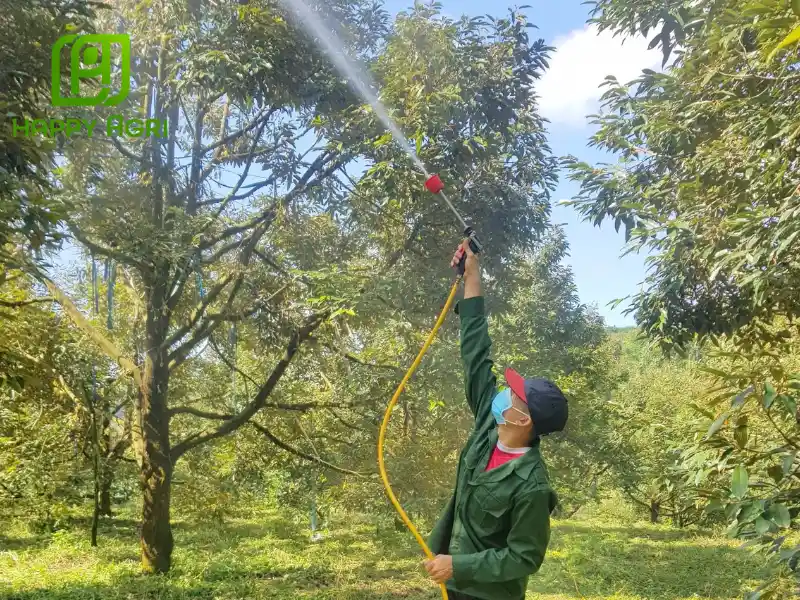 chăm sóc sầu riêng giai đoạn nuôi trái​