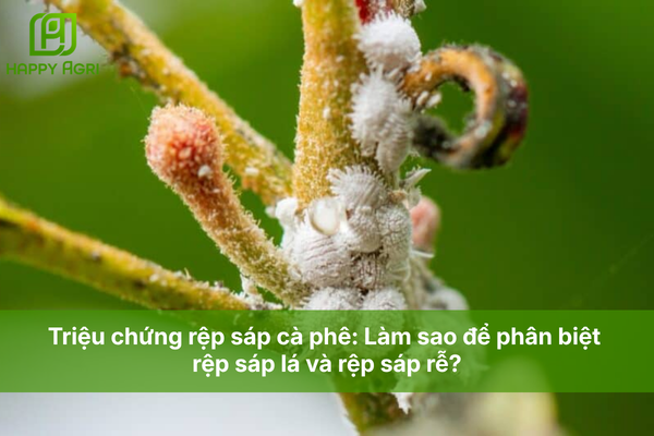 Triệu chứng rệp sáp cà phê: Làm sao để phân biệt rệp sáp lá và rệp sáp rễ?