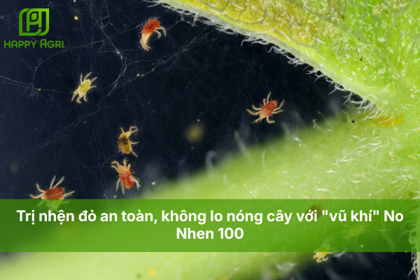 Trị nhện đỏ an toàn, không lo nóng cây với "vũ khí" No Nhen 100
