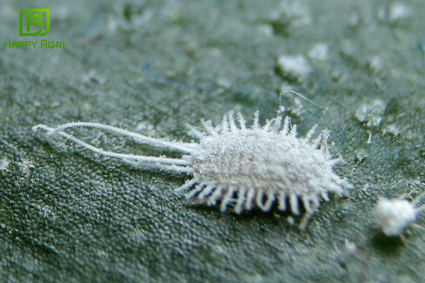  Tại sao rệp sáp có sức sinh sản khổng lồ?