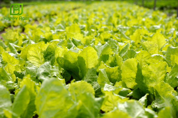 Câu hỏi thường gặp 