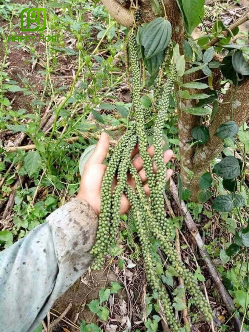 Cây hồ tiêu rất nhạy cảm với sự thiếu hụt hoặc mất cân bằng các nguyên tố đa, trung, vi lượng
