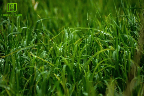 Vì sao cỏ dại phát triển nhanh?