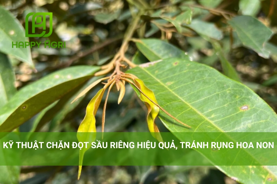 Kỹ Thuật Chặn Đọt Sầu Riêng Hiệu Quả, Tránh Rụng Hoa Non