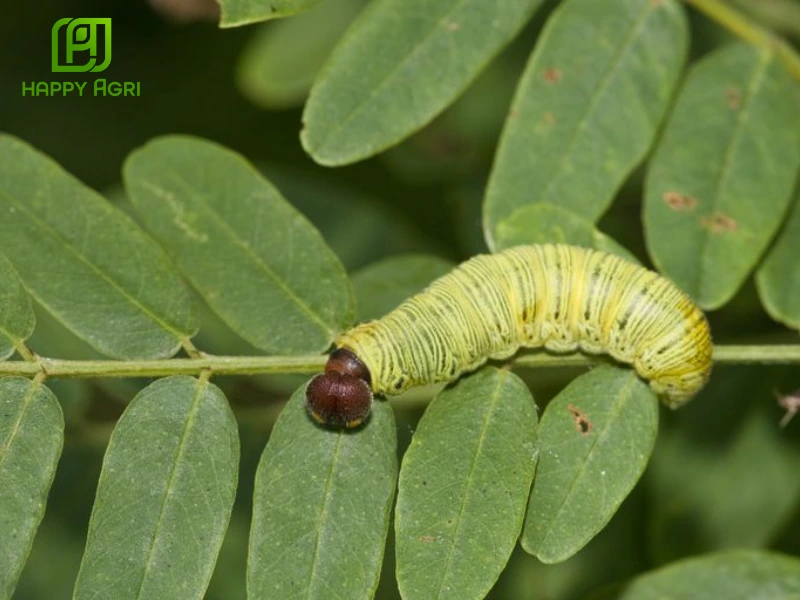 AT BIODECOMPOSER TRICHODERMA Nước