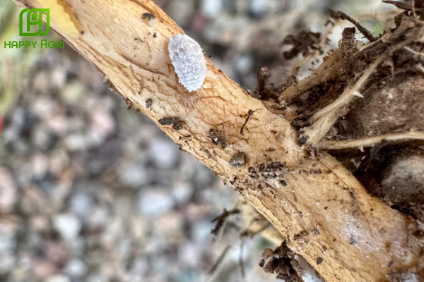 Tại sao không được chủ quan với rệp sáp rễ?