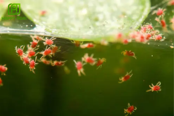 Câu hỏi thường gặp