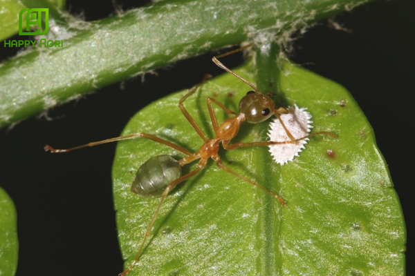 Các loài kiến "Chăn dắt" phổ biến tại Việt Nam