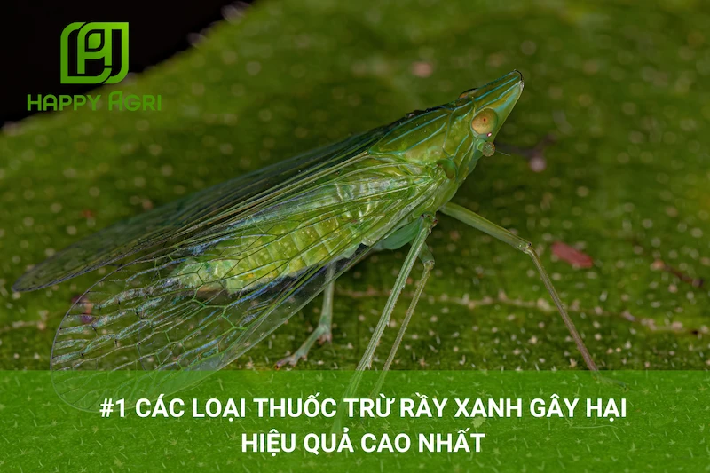 #1 Các Loại Thuốc Trừ Rầy Xanh Gây Hại Hiệu Quả Cao Nhất