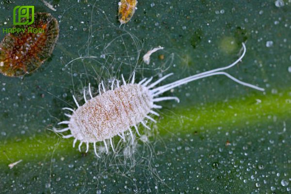 Những thắc mắc thường gặp (FAQ)