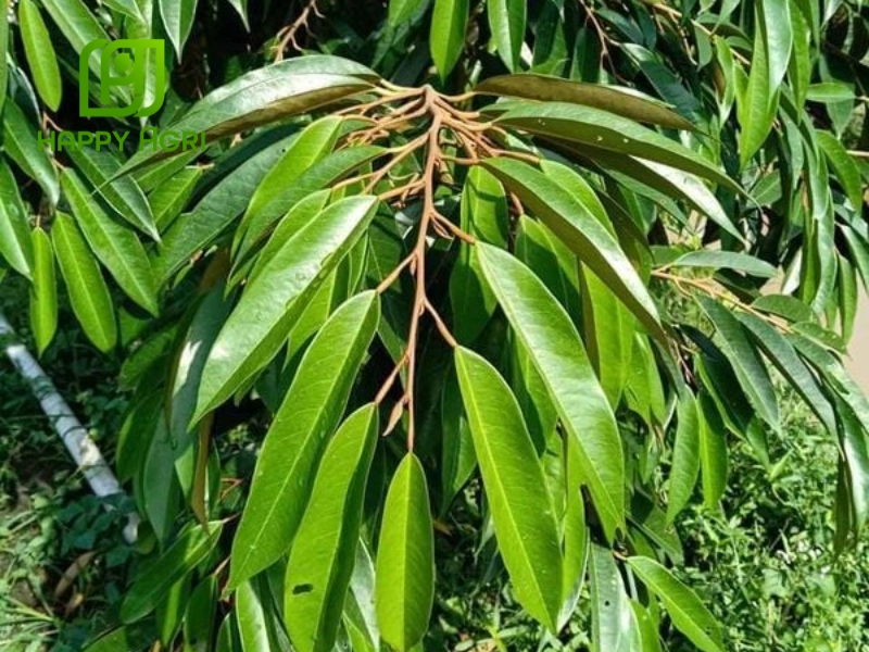 Chặn đọt sầu riêng hiệu quả giúp cây phát triển cân đối