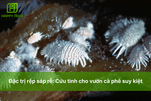 Đặc trị rệp sáp rễ: Cứu tinh cho vườn cà phê suy kiệt