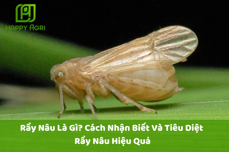 # Rầy Nâu Là Gì? Cách Nhận Biết Và Tiêu Diệt Rầy Nâu Hiệu Quả