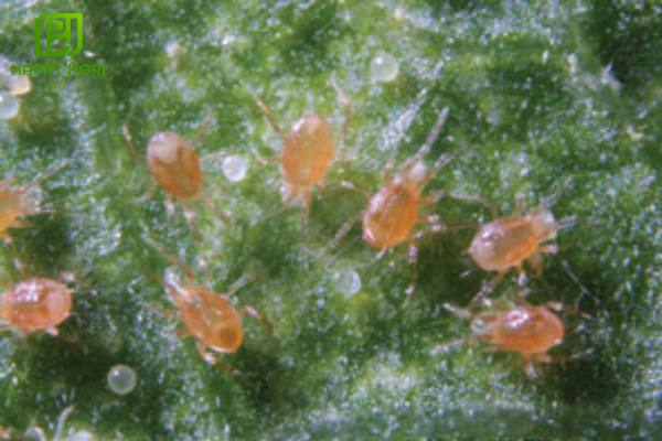 Lựa chọn giải pháp từ Happy Agri