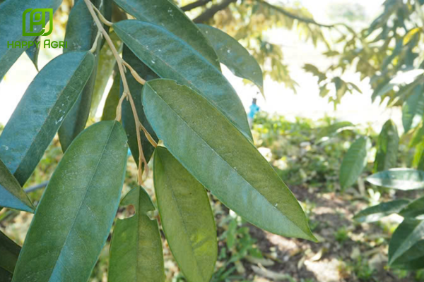 Nhận diện hiện tượng "cháy lá" sầu riêng do nhện đỏ gây ra