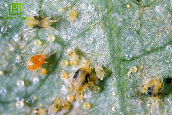 Tại sao việc kìm hãm lột xác là "tử huyệt" trong trị nhện đỏ?