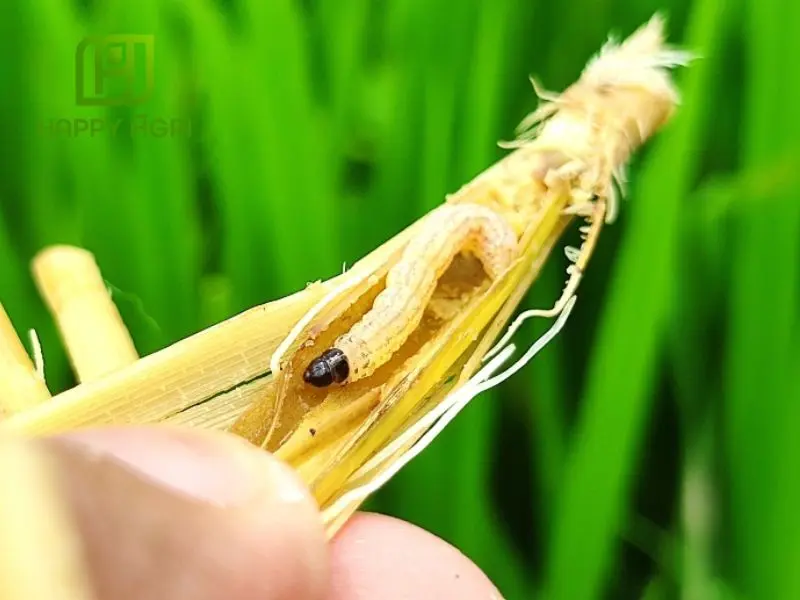 sâu đục thân lúa