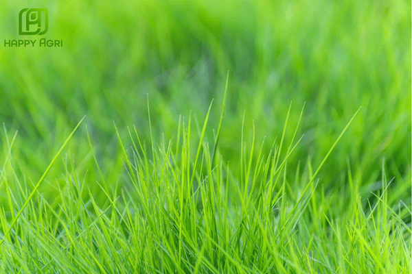 Câu hỏi thường gặp về cách diệt cỏ dại