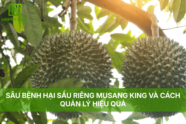 SÂU BỆNH HẠI SẦU RIÊNG MUSANG KING VÀ CÁCH QUẢN LÝ HIỆU QUẢ