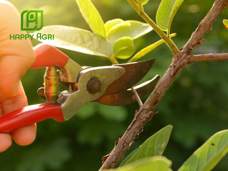 kỹ thuật trồng ổi