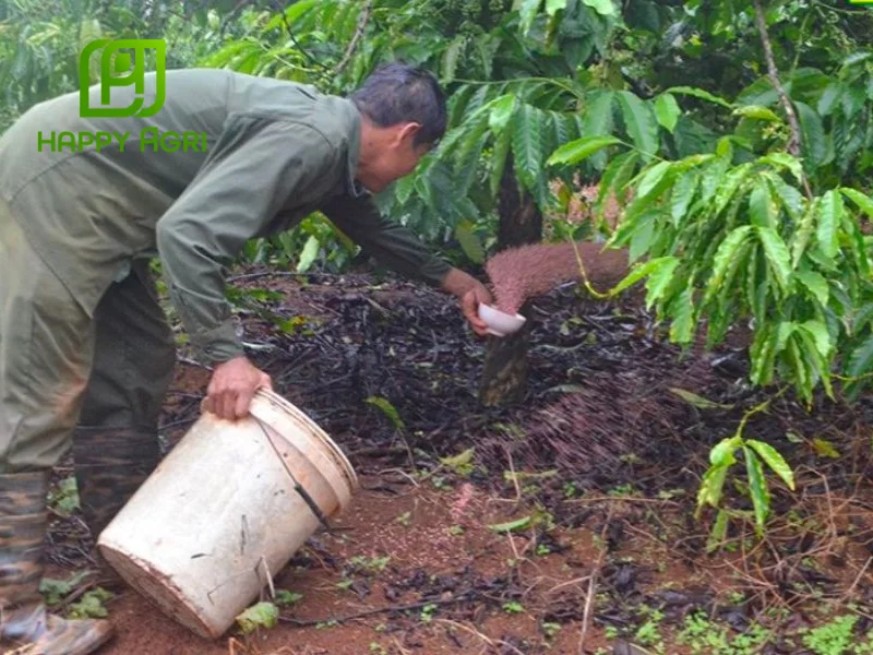 tưới cà phê mùa khô